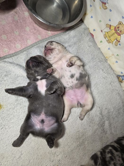 Блакитний хлопчик і мерле дівчинка