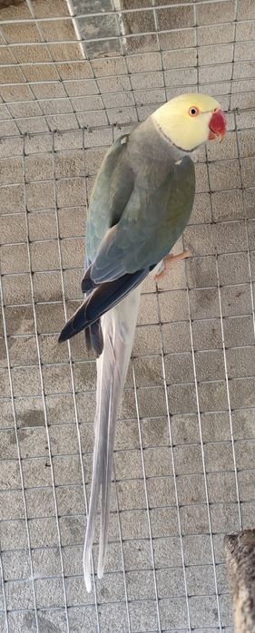 Casal ring necks cc adultos