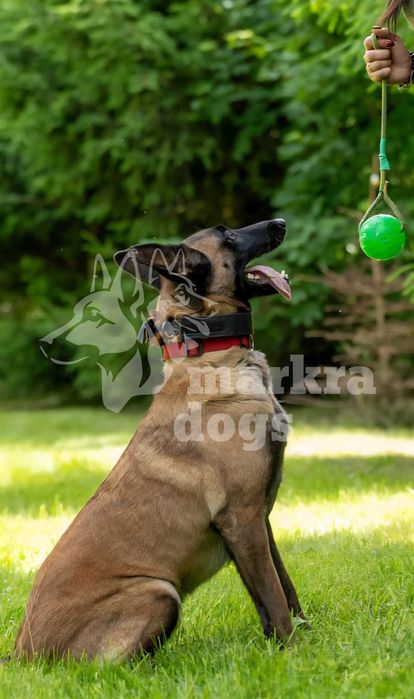 Markra-Dogs Szkolenie psów Grodzisk Mazowiecki i okolice