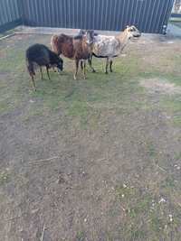 Owce kamerunskie