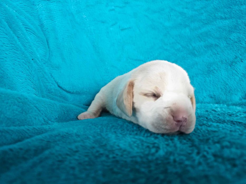 BEAGLE- bicolor , po champ. śliczne,ZKwP,mniejsze