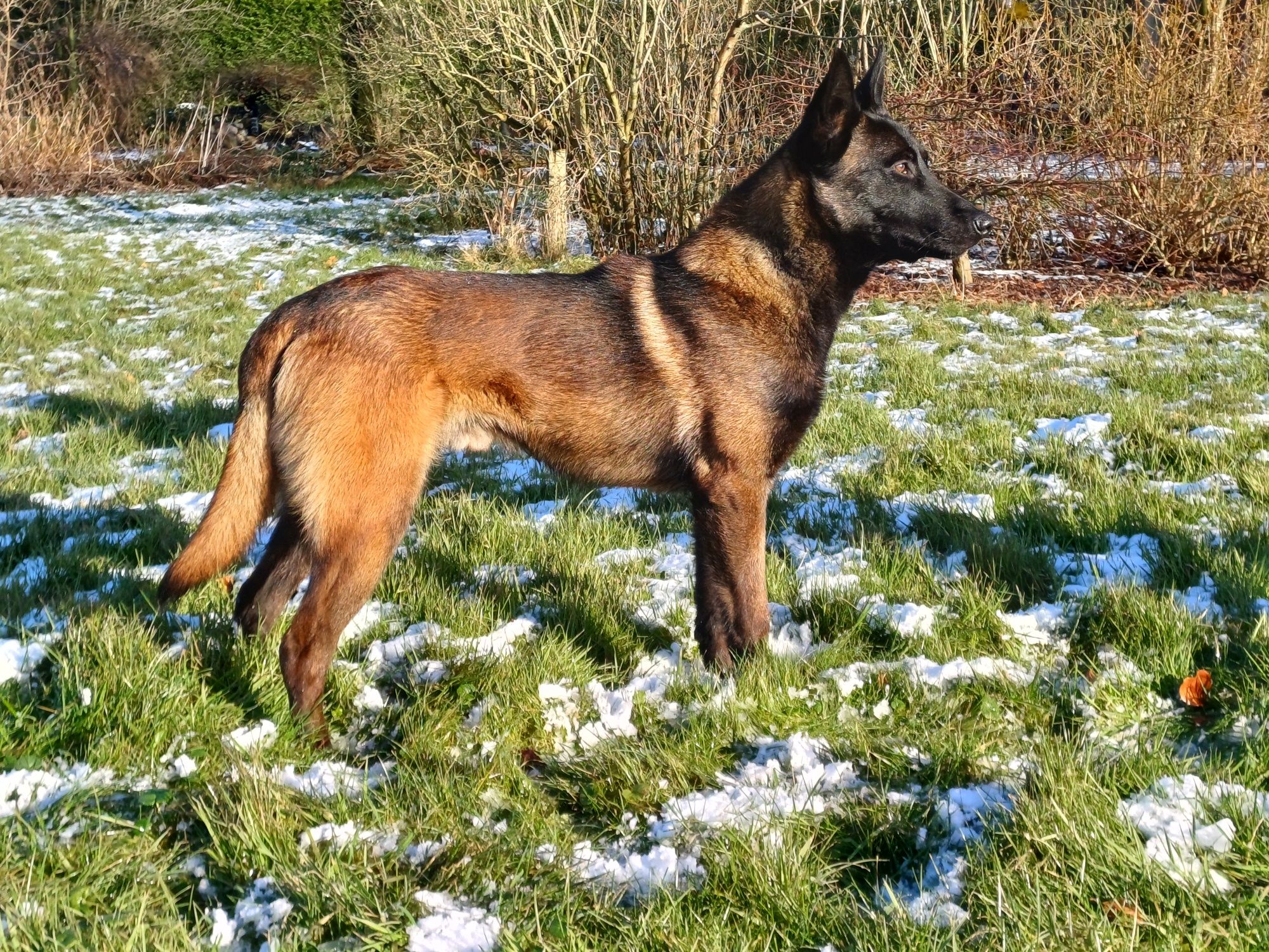 Owczarek Belgijski Malinois