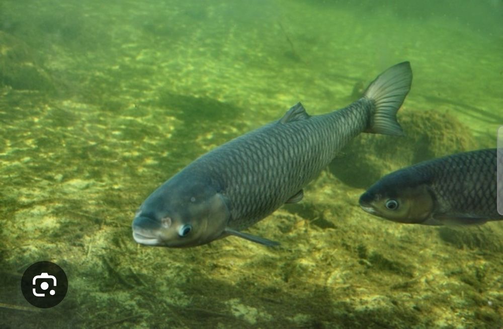 Amur, tołpyga duże ryby 5 do 15 kg