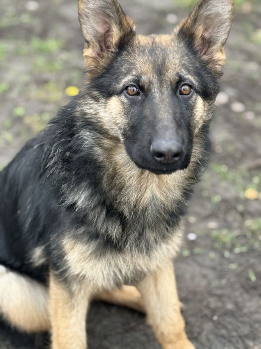 Німецька вівчарка