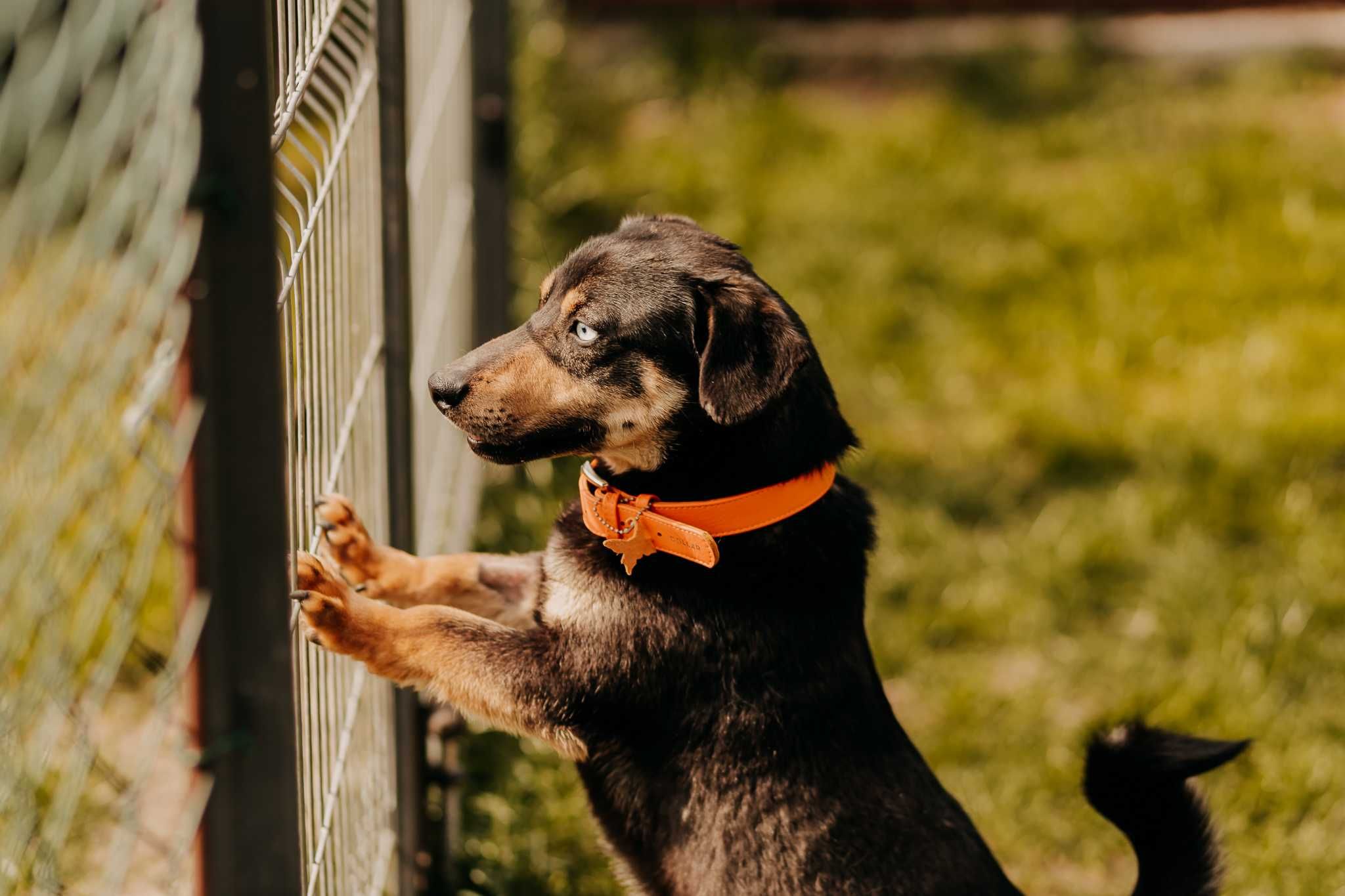 Ważniak z dwukolorowymi oczami poleca się do adopcji!