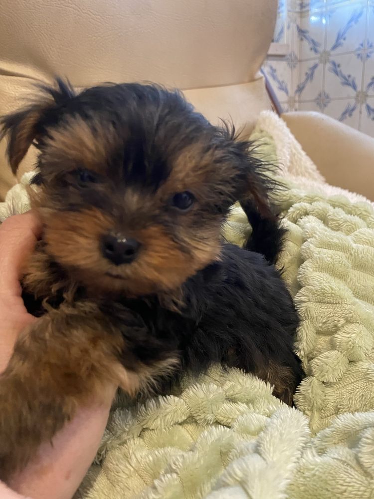 Yorkshire terrier  macho mini