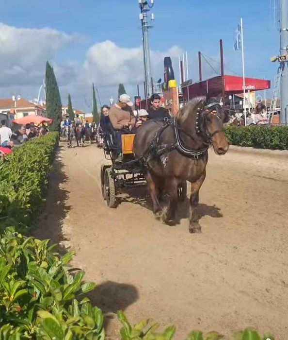 Cavalo hispano bretão 10 anos