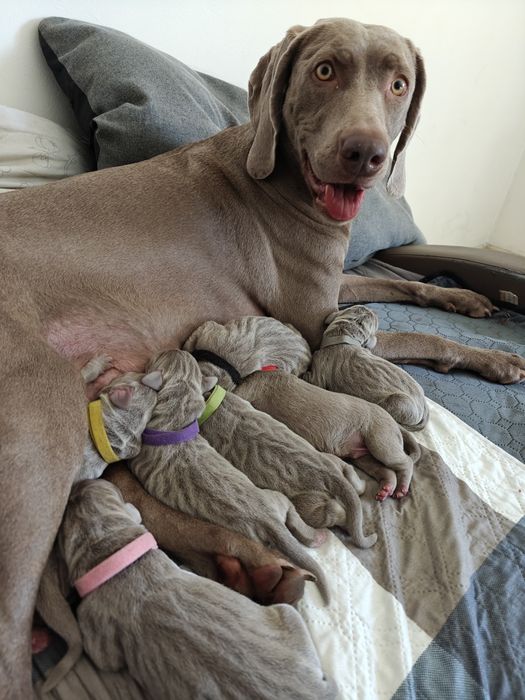 Szczeniak Wyżeł WEIMARSKI