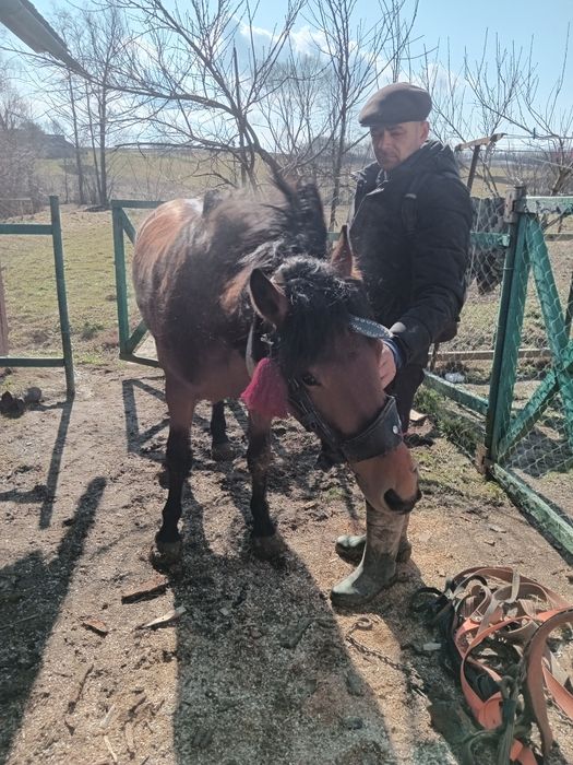 Продається кобила 2 роки 22000+торг інші деталі по телефону