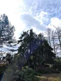 wycinka i pielęgnacja drzew alpinistycznie Koszenie traw regulacja tui