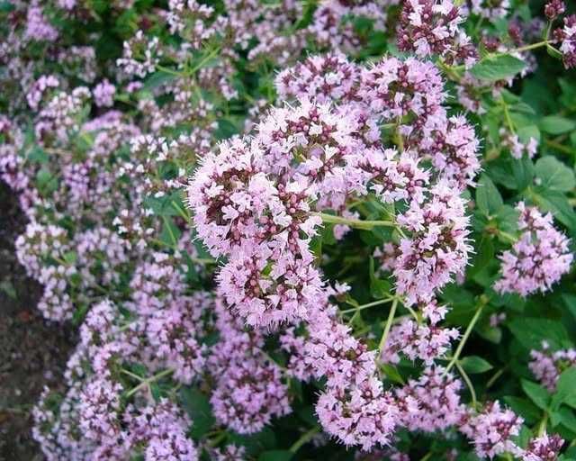 Спірея Золотий Карл, Анемона рожева. ясколка, орегано