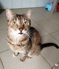 REIKA1-adoptuj kota z Lubelskiego schroniska