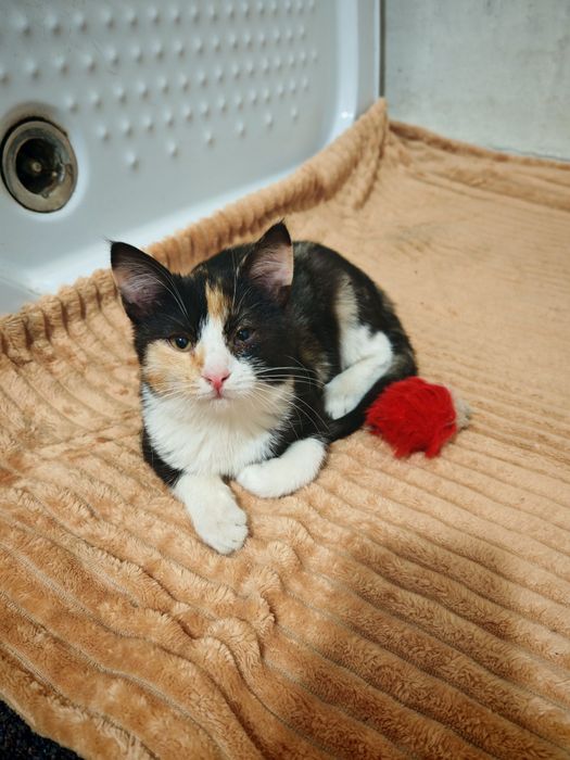 Кошенята в дбайливі руки