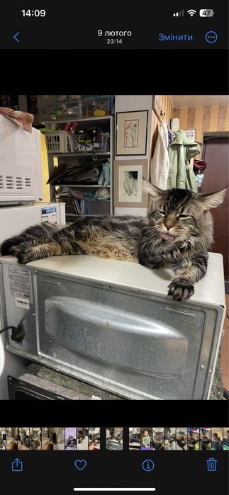 Кошенята мейн кун. Будуть величезні. Maine coon.