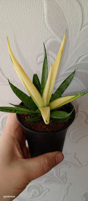 Сінгоніум пілея гібіскус вар сансевієрія лірата