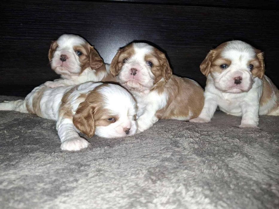 Szczeniaki rasy Cavalier king charles spaniel