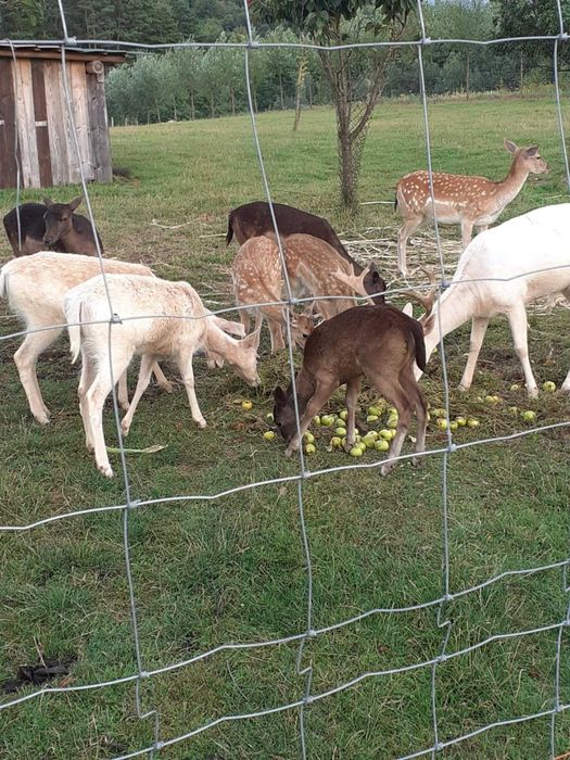 daniele daniel byczki