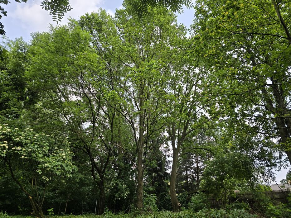 Działka Budowlana 1250m² ul. Parkowa