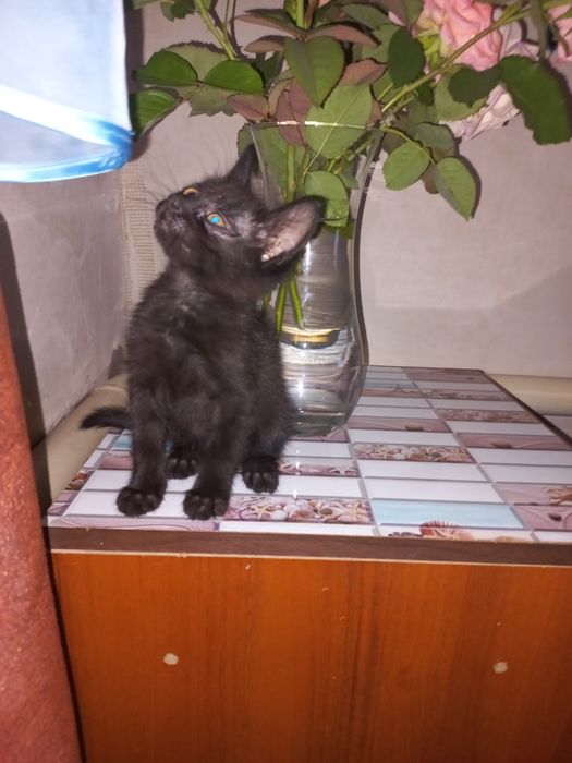 Відам в добрі руки маленьких кошенят 2 дівчинки та один хлопчик