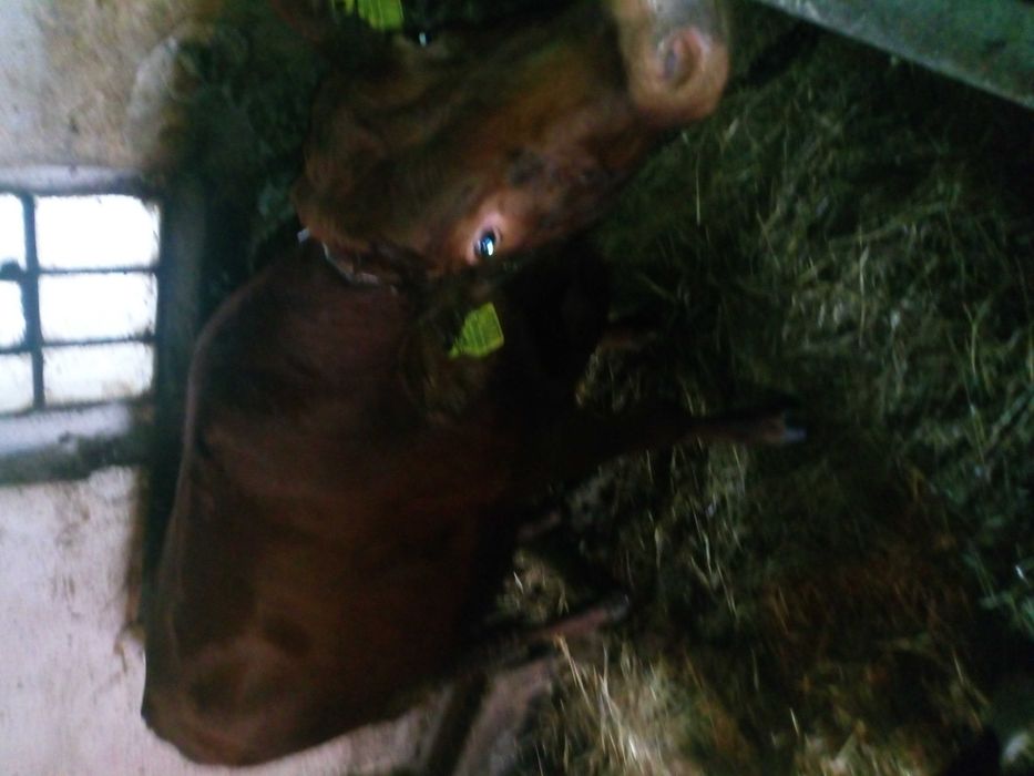 Jałówka LM Limousine  do zacielenia