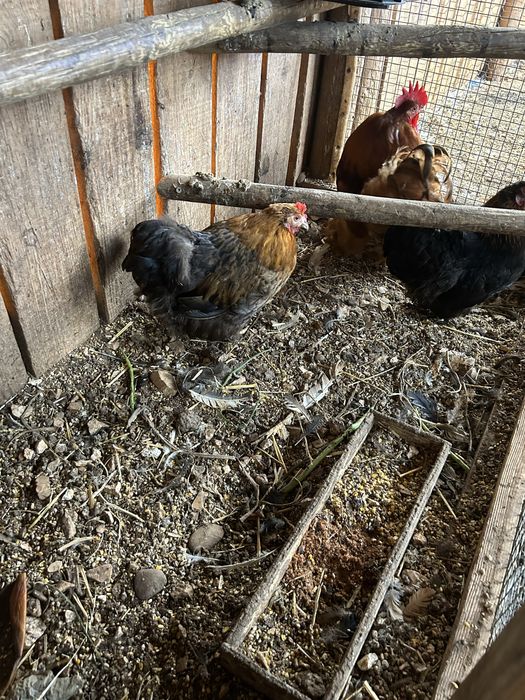 Trio de pekins..