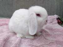 Oddam za darmo królik mini lop