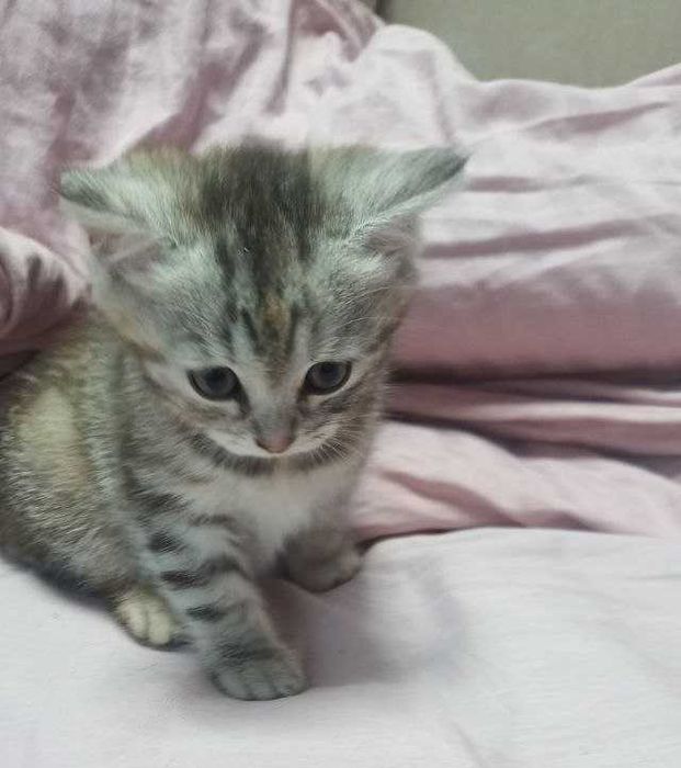 Кошенятно дівчинка