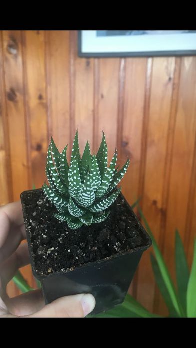 Haworthia fasciata