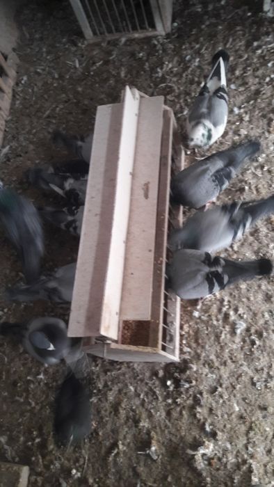 Sprzedam stare gołębie pocztowe po lotach