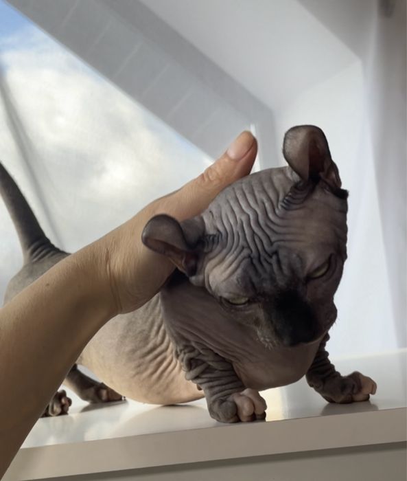 Двельф  хлопчик