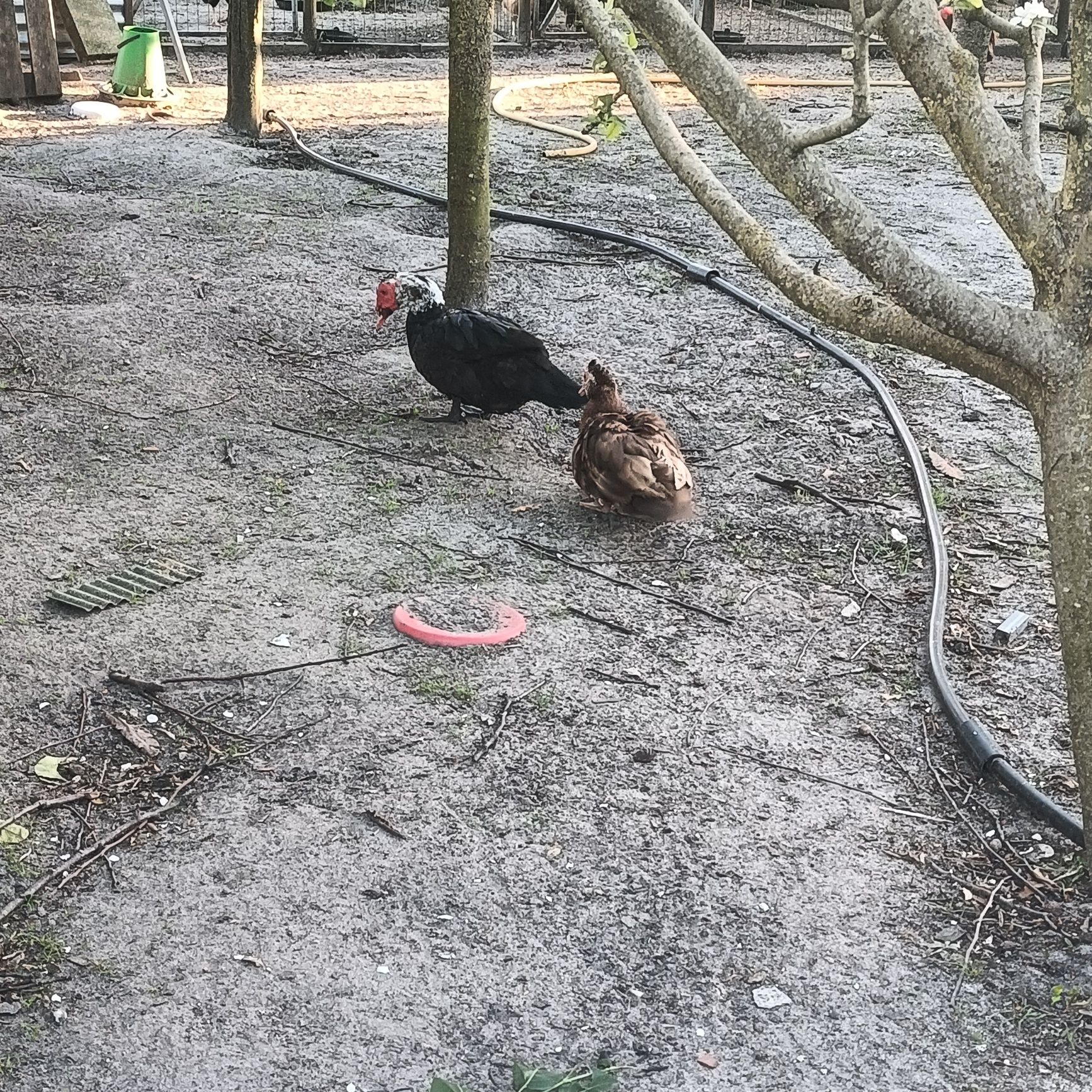 Pato Mudo adulto