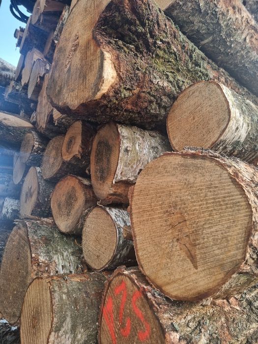 Drewno brzoza, olcha,  dąb, grab,sosna...