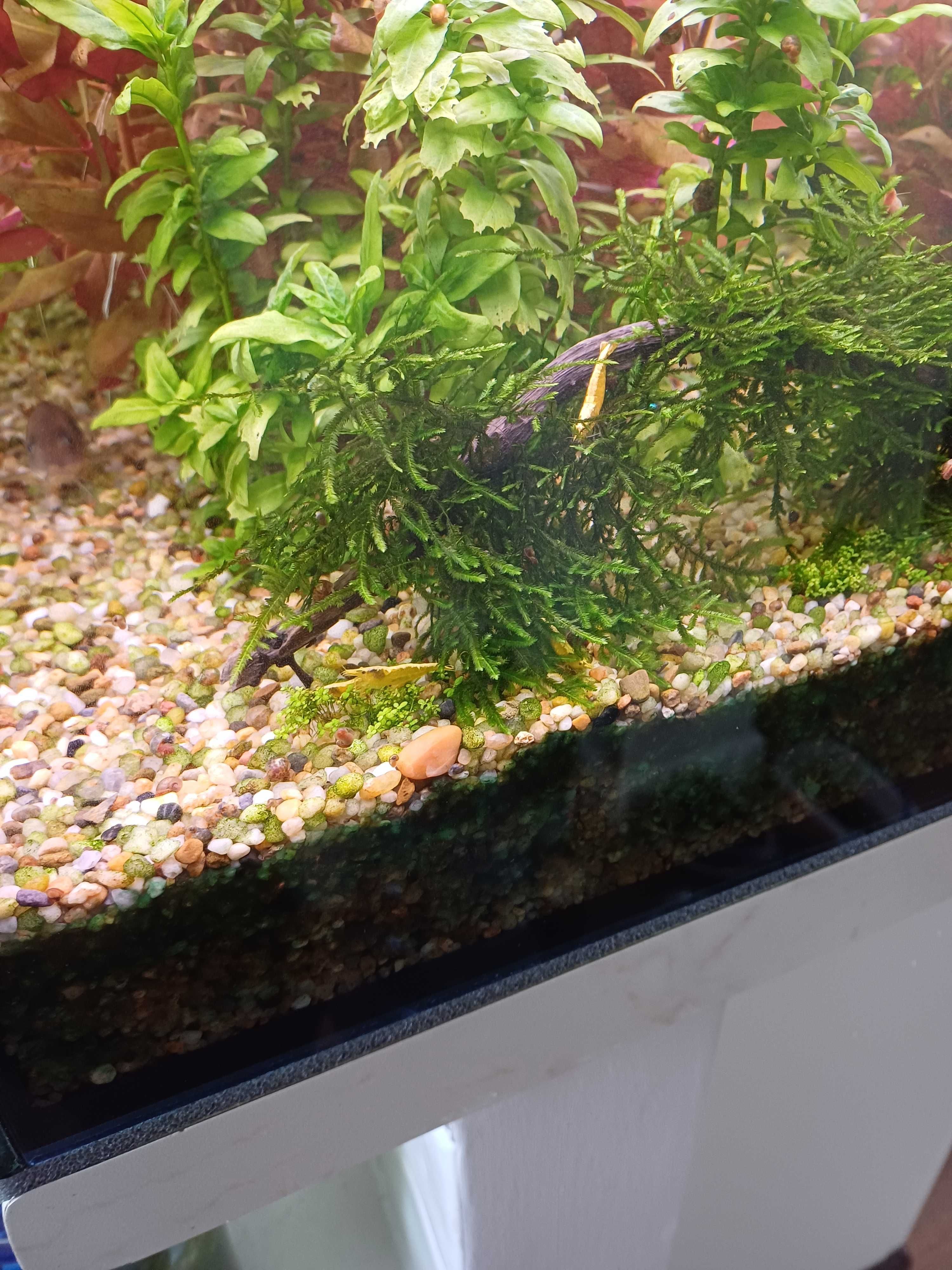 Krewetki Neocaridina Yellow neon żółte