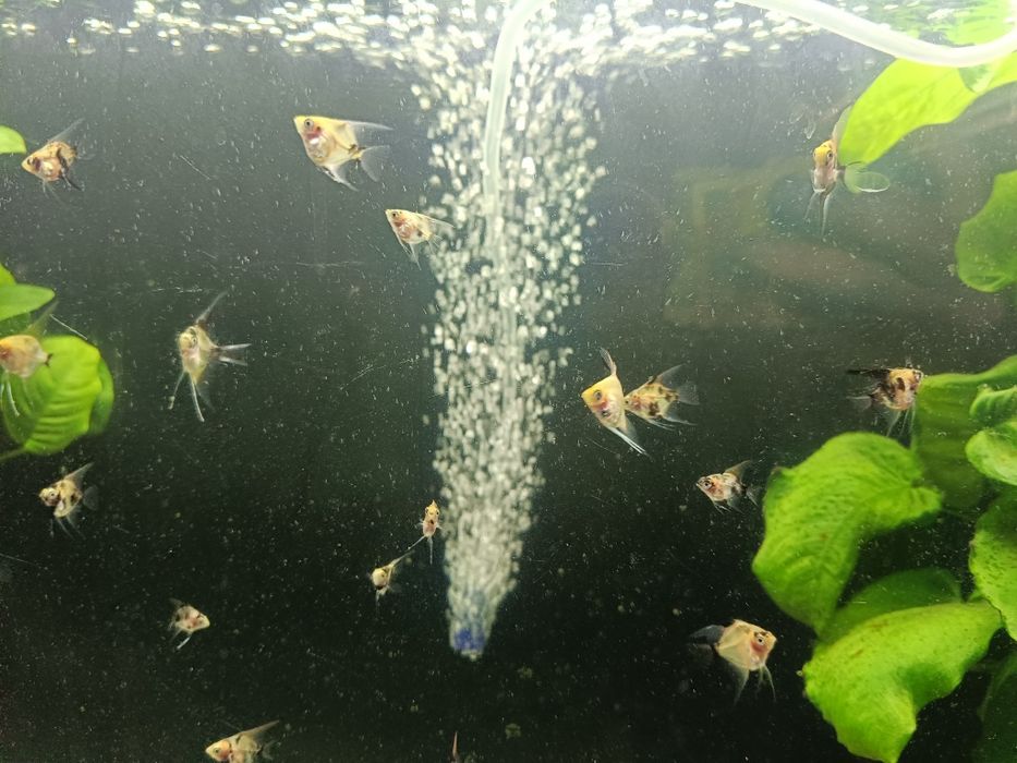 Skalary Red devil koi