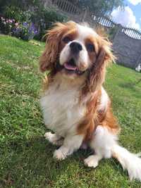 Reproduktor Lafi Cavalier king spaniel