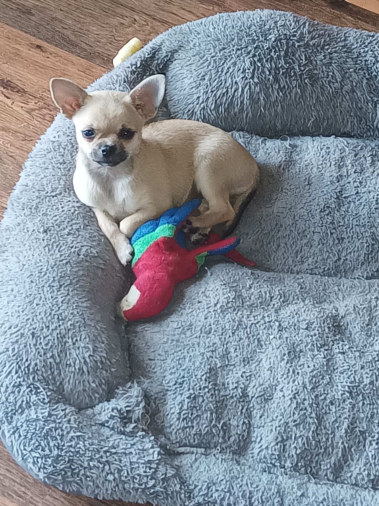 Suczka rasy  chihuahua do odbioru