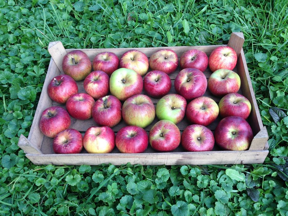 Jabłka Ekologiczne Z Własnego Sadu  -  JABŁKA ZIMOWE