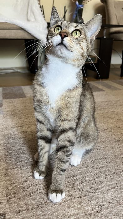 Котик Томчик шукає родину