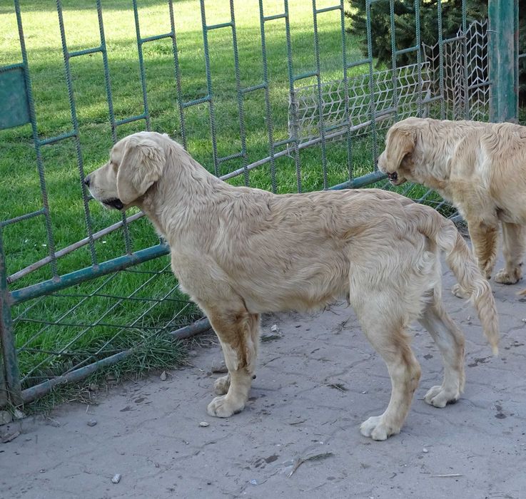Golden retriever