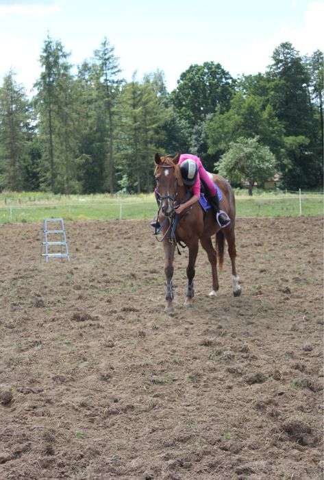 Sprzedam klacz folblut