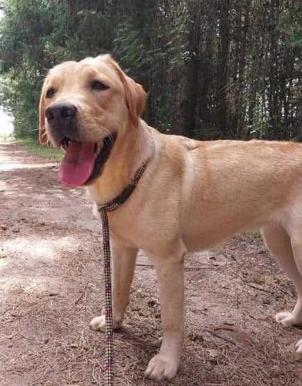 Labrador Retriever suczka FCI/ZKwP