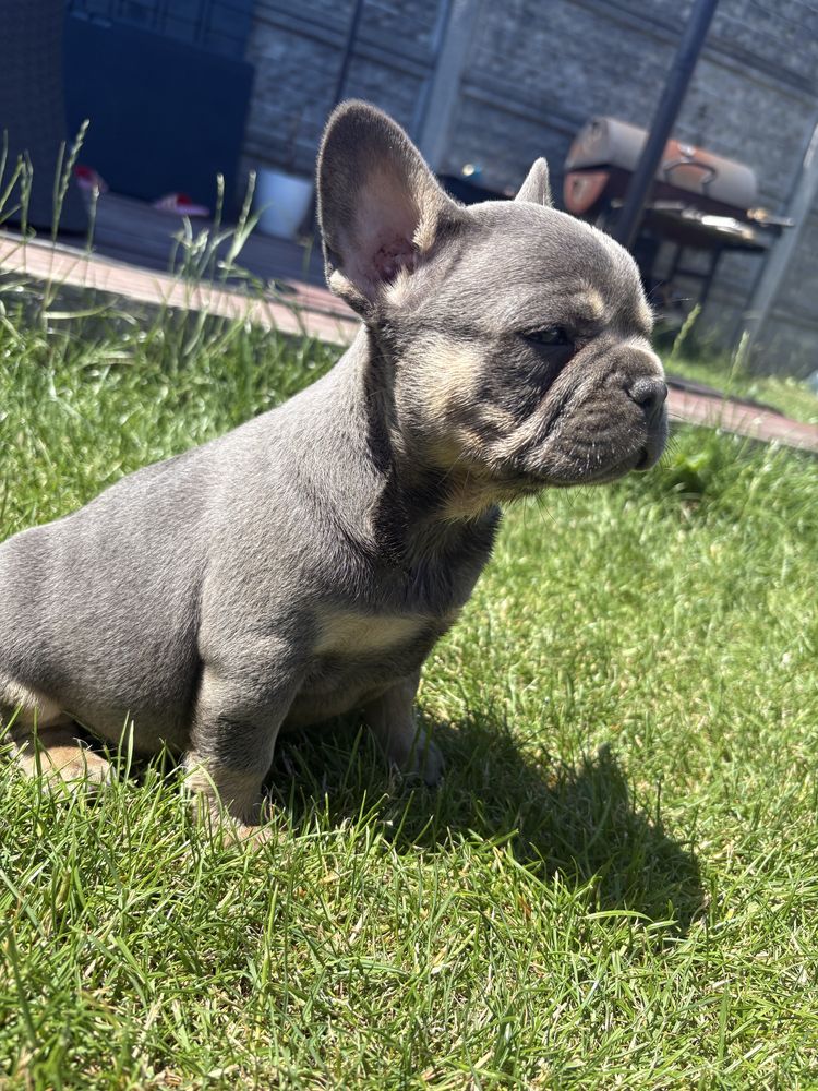 Buldog francuski BLUE TAN piesek