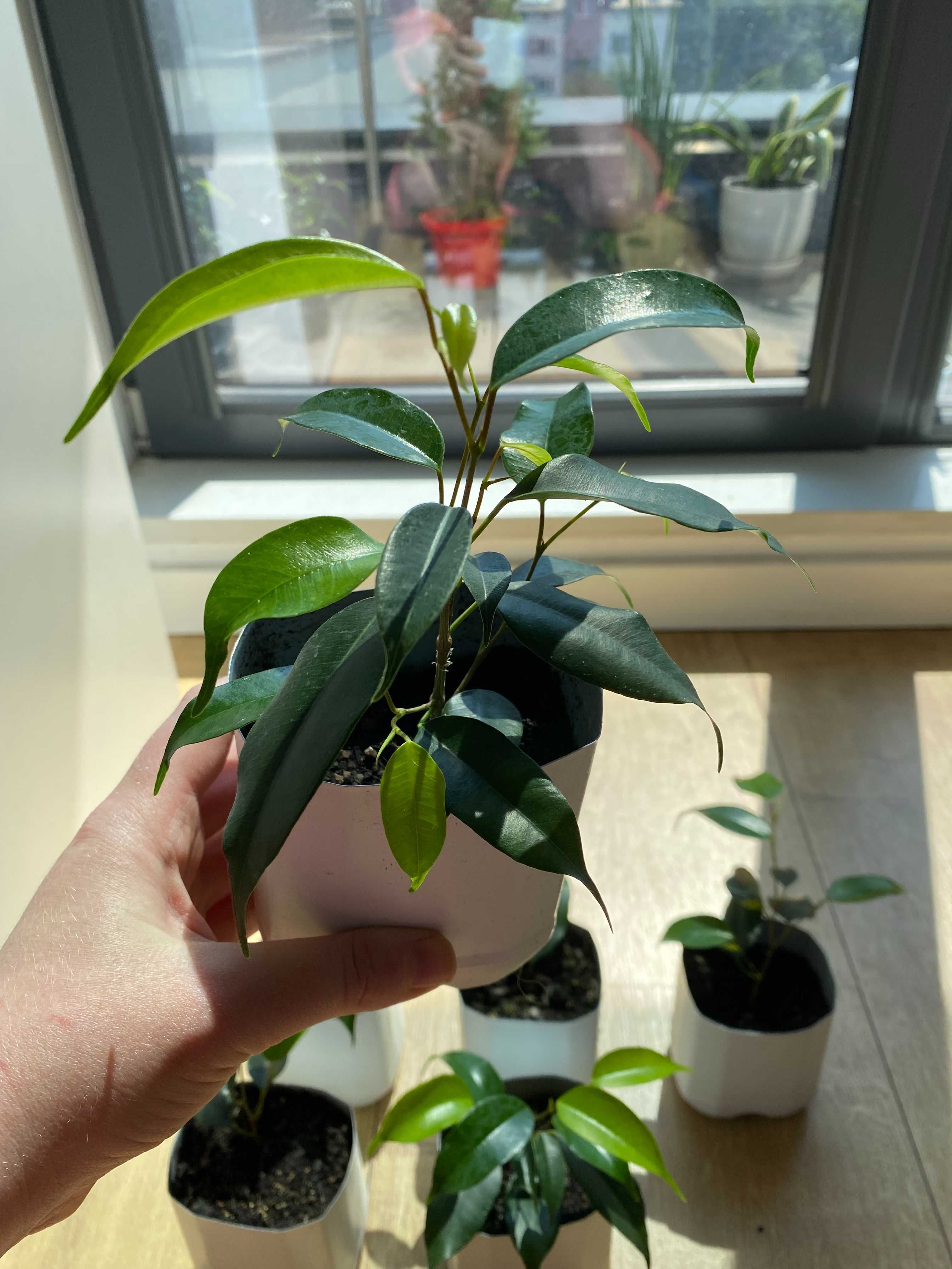 Fikus (Ficus) Benjamina — Daniel. Zestaw - 6 szt