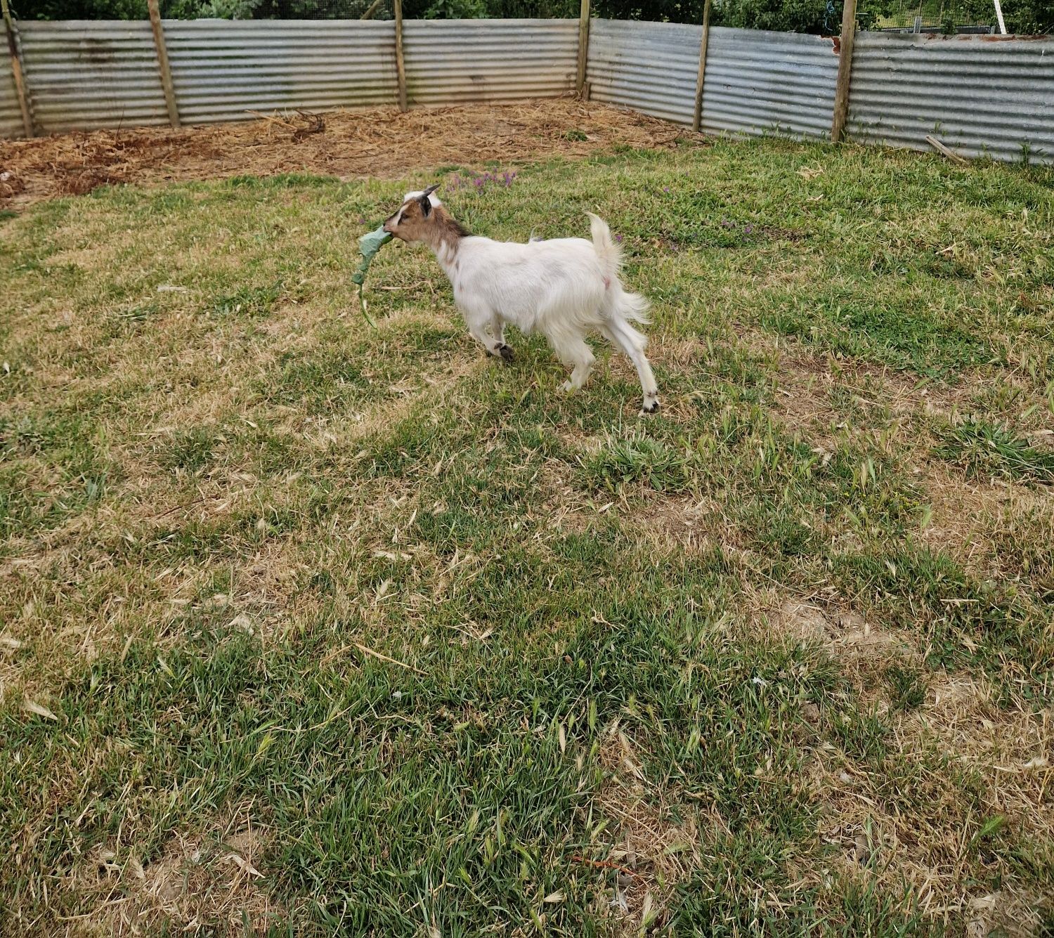 Cabra Ana com 1 ano