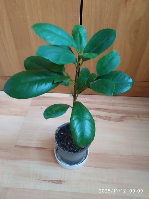 Фикус Мокламе или Микрокарпа.