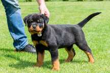 Rottweiler ZKwP/ FCi - niemieckie krycie