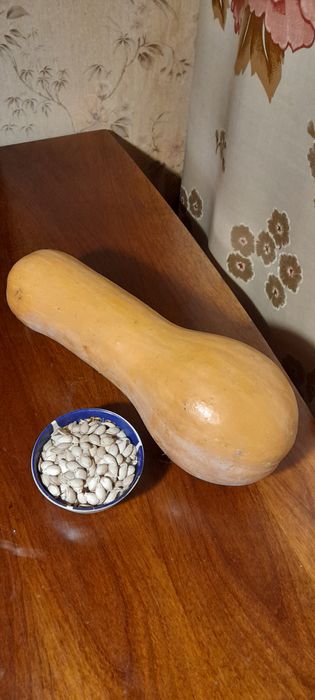 Семена тыквы грушевидной
