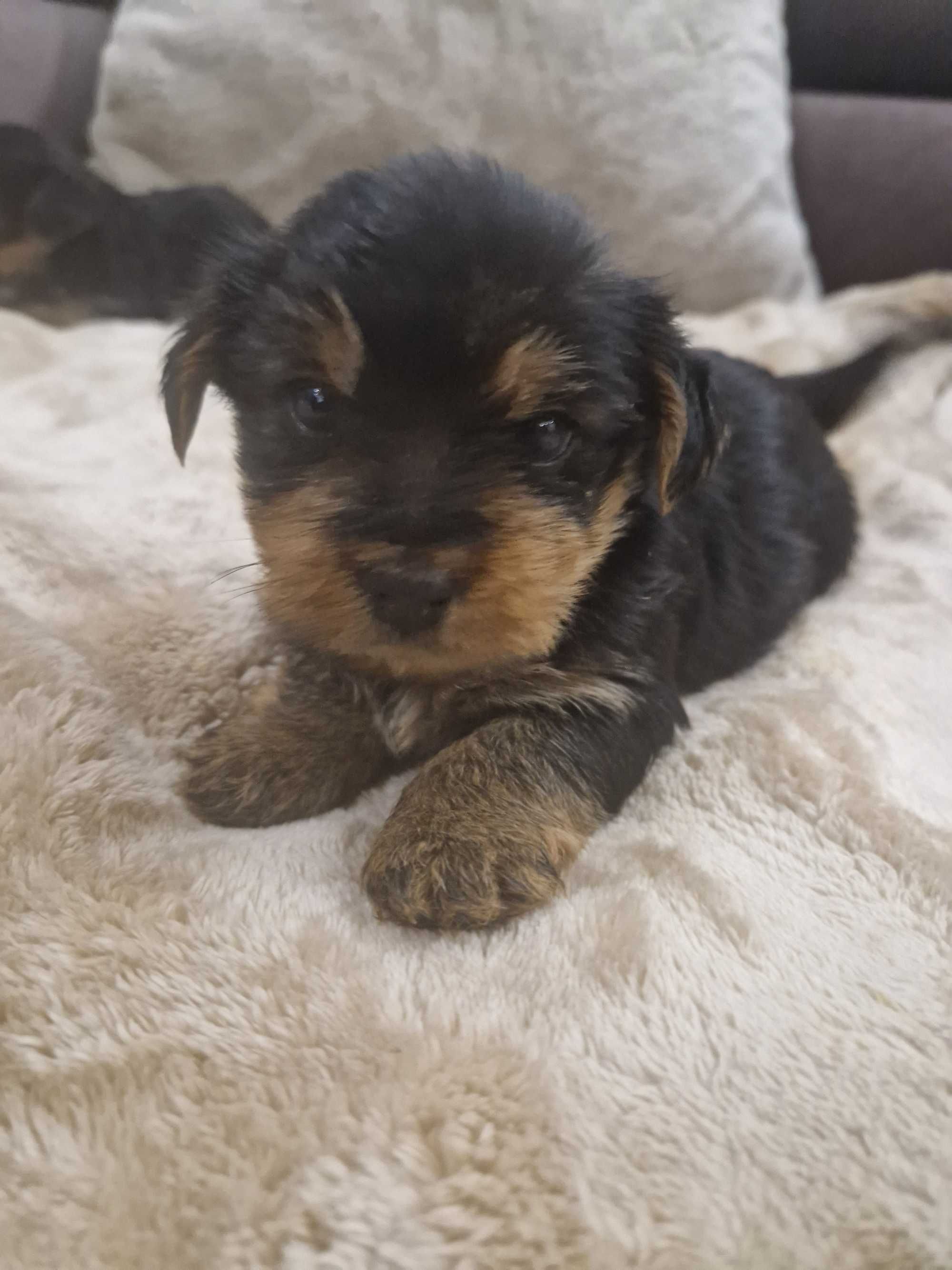 Yorkshire Terrier z Rodowodem