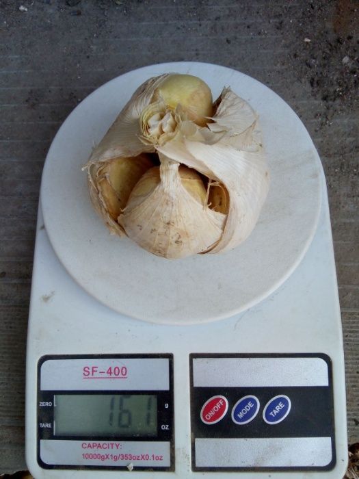 Лукочеснок посадочный озимый "Рокамболь"