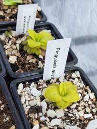 Planta carnívora Pinguicula guatemala